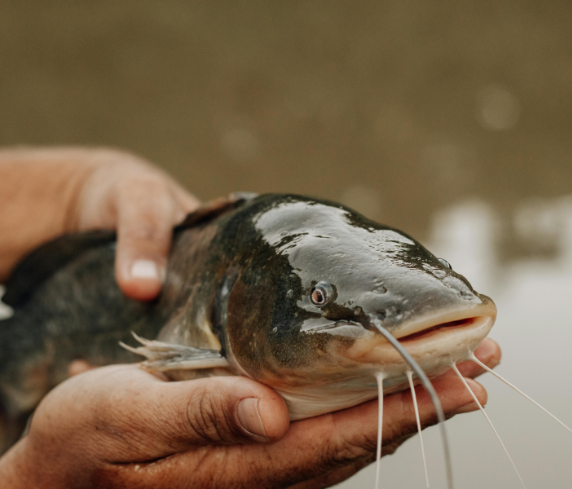 Fish Farming